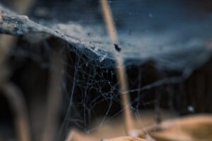 Spider Vein Therapy