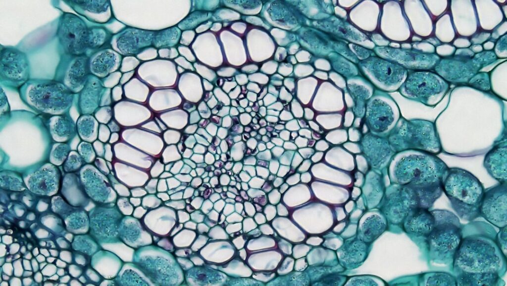 Advanced stem cell therapy