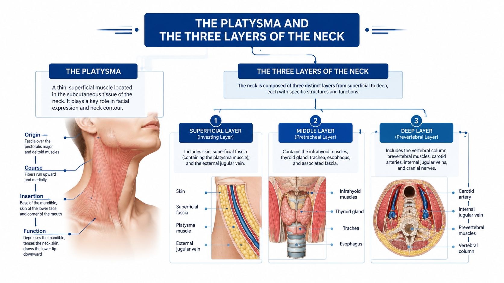 An educational infographic illustrating the platysma muscle and the three distinct fascial layers of the human neck.