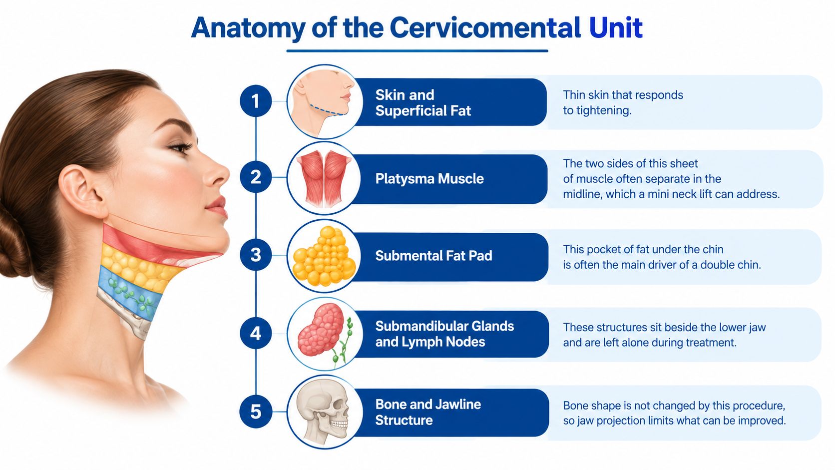 An anatomical illustration showing the layers of the neck including skin, muscle, fat, and bone structures.